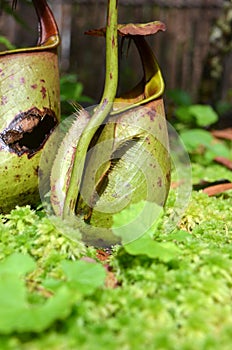 Monkeycup plant (Gen; Nepenthes)