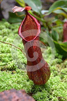 Monkeycup plant (Gen; Nepenthes)