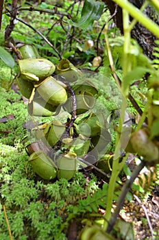 Monkeycup plant (Gen; Nepenthes)