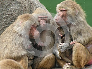 Monkeyfamily