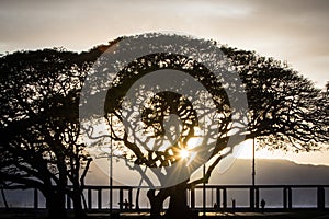 Monkeypod tree on north shore of Oahu island