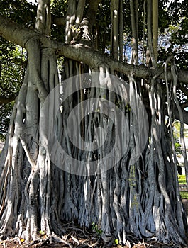 Monkeypod Tree Roots