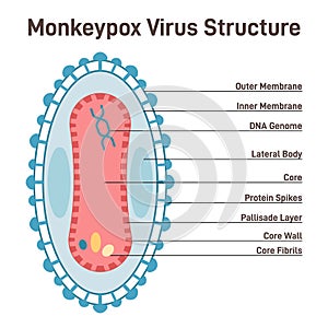 Monkeypox cell structure. New pandemic disease caused by orthopoxvirus photo