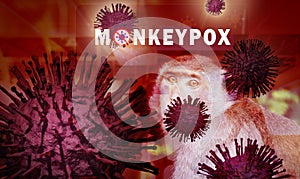 Monkeypox outbreak concept. Monkeypox is caused by monkeypox virus. Monkeypox is a viral zoonotic disease. Virus transmitted to