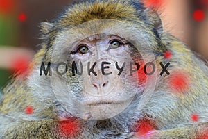 Monkeypox outbreak, MPXV virus, infectious disease spreading, sick monkey photo