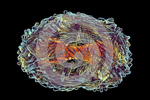 Monkeypox virus, 3D illustration