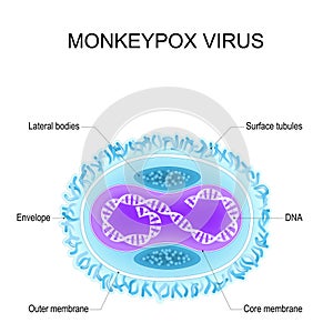 Monkeypox virus. Anatomy of Orthopoxvirus virus. Structure of Virion photo