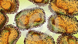Monkeypox virus, one of the human orthopoxviruses, pathogen closeup