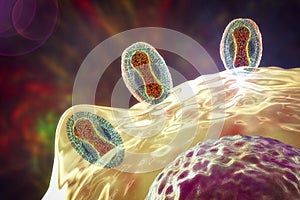 Monkeypox viruses infecting a human cell, 3D illustration