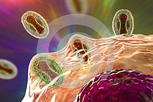 Monkeypox viruses infecting a human cell, 3D illustration