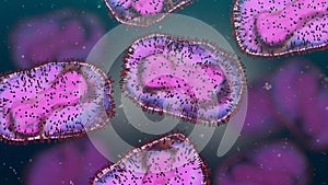 Monkeypox viruses, infectious zoonotic disease