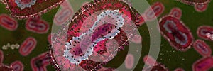 Monkeypox viruses, microscopic pathogen closeup, infectious zoonotic disease, background banner format with empty space,