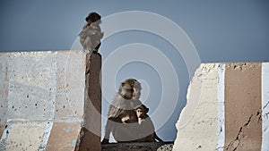 Monkeys in Al hada Mountain, Taif, Saudia Arabia