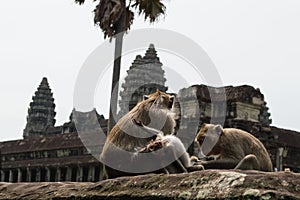 Monkeys at Angkor Wat in Cambodia`s Siem Reap Region