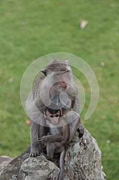 Monkeys at Angkor Wat, Siem Reap, Cambodia