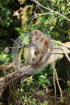 Monkeys of Asia