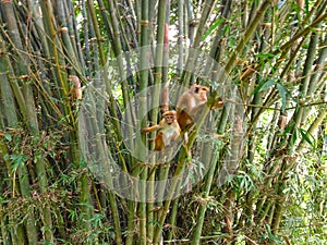 Monkeys on bamboo shoots in Royal Botanical Garden