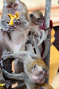 Monkeys at Batu Caves hindu temple. Gombak, Selangor. Malaysia