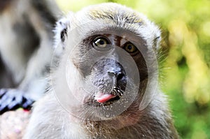 Monkeys at Batu Caves