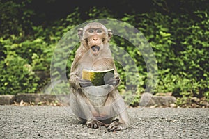 Monkeys on The Big Mountain, Vung Tau city, Vietnam