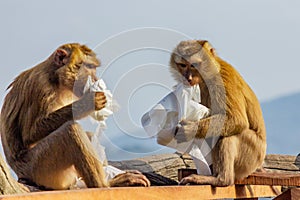 Monkeys biting tissues. Thailand. Northern Pig-tailed Macaque. Macaca leonina