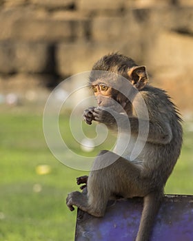 Monkey in Phra Prang Sam Yot.