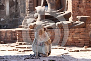 Monkeys on Buddha statues background at Phra Prang Sam Yot in Lopburi during the daytime.