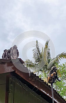 Monkeys at Bukit Bendera, Penang photo