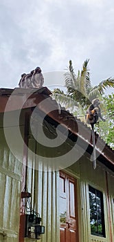 Monkeys at Bukit Bendera, Penang photo