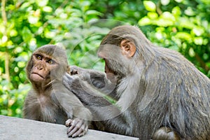 Monkeys caring from themselves