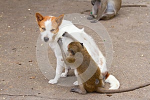 Monkeys checking for fleas and ticks