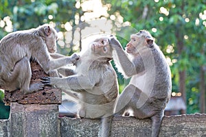 Monkeys checking for fleas and ticks on concrete fence in the pa