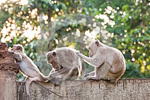 Monkeys checking for fleas and ticks on concrete fence in the pa