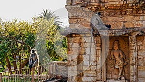 Monkeys in Chittorgarh Fort, UNESCO World Heritage Site, Chittorgarh city, India