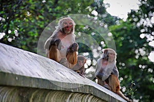 Monkeys climbing the wall of Buddhist shrine above Kathmandu