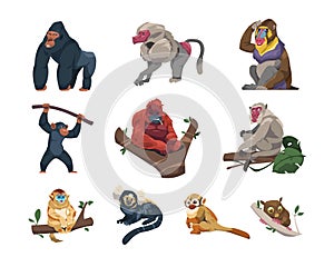 Monkeys collection. Cartoon ape characters in different poses, species and breeds of monkeyshines, cute tropical primates zoo or