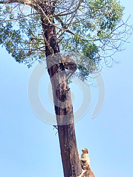 Monkeys competing for snacks