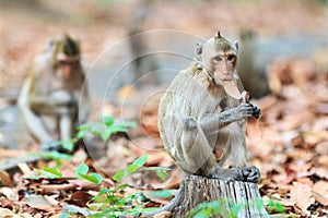 Monkeys (Crab-eating macaque) eating leaves