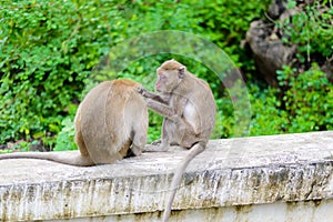 Monkeys (crab eating macaque) grooming one another.