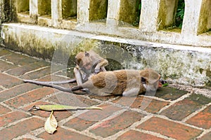 Monkeys (crab eating macaque) grooming one another.