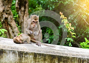 Monkeys (crab eating macaque) grooming one another.