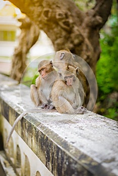 Monkeys (crab eating macaque) grooming one another.