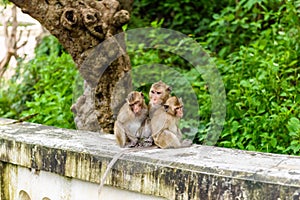 Monkeys (crab eating macaque) grooming one another.