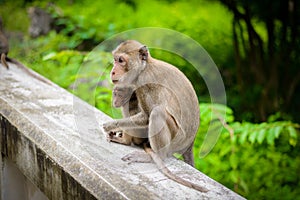 Monkeys crab eating macaque grooming one another.