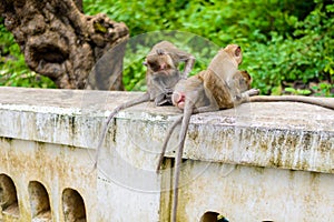 Monkeys crab eating macaque grooming one another.