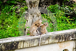 Monkeys crab eating macaque grooming one another.