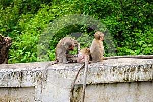 Monkeys crab eating macaque grooming one another.