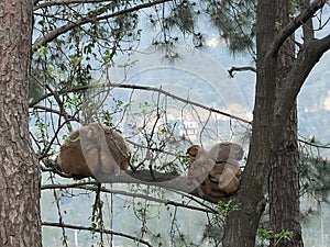 Monkeys cuddled up on a tress photo