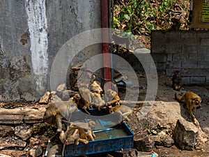Monkeys drinking water from box