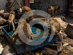 Monkeys drinking water from box